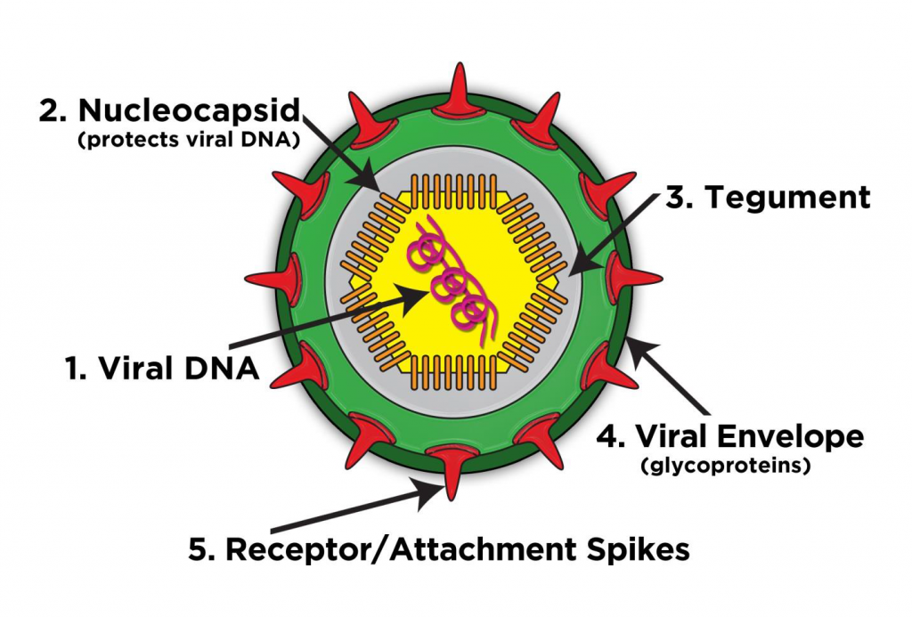 Diagram of Typical Virus