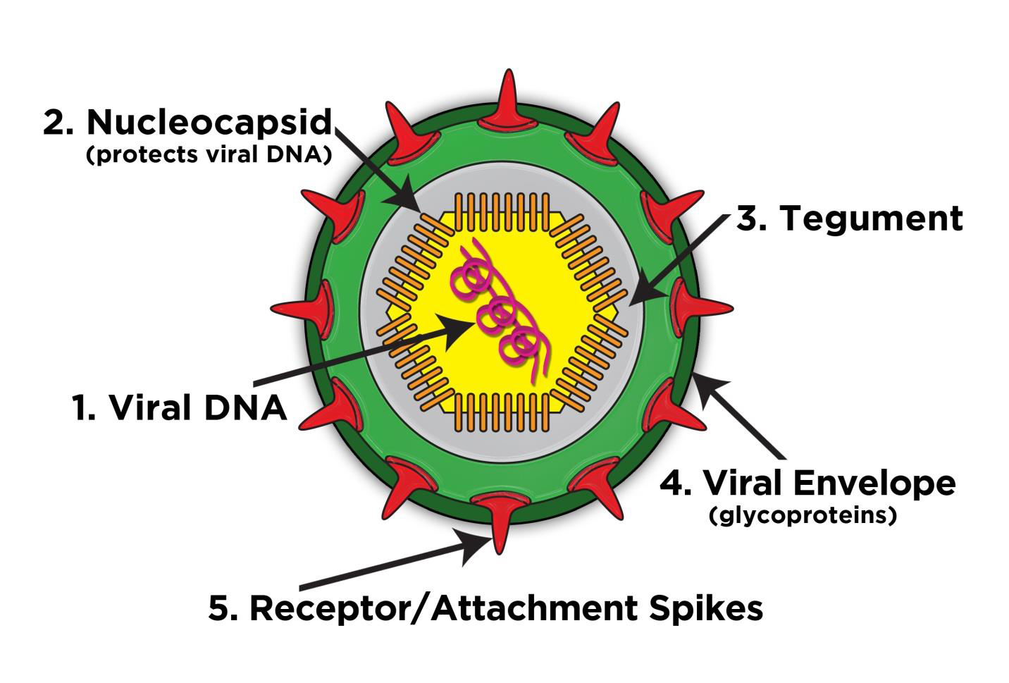 how-viruses-reproduce-virafend-virus-defense-formula